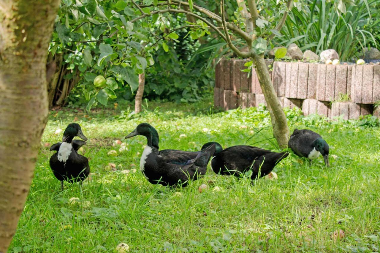 Ferienwohnungen Auf Dem Pommernhof Samtens Eksteriør bilde