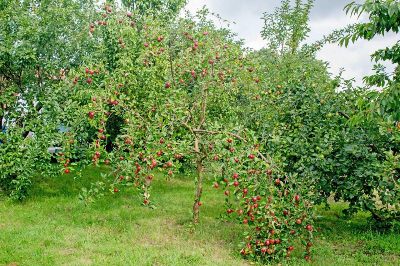 Ferienwohnungen Auf Dem Pommernhof Samtens Eksteriør bilde